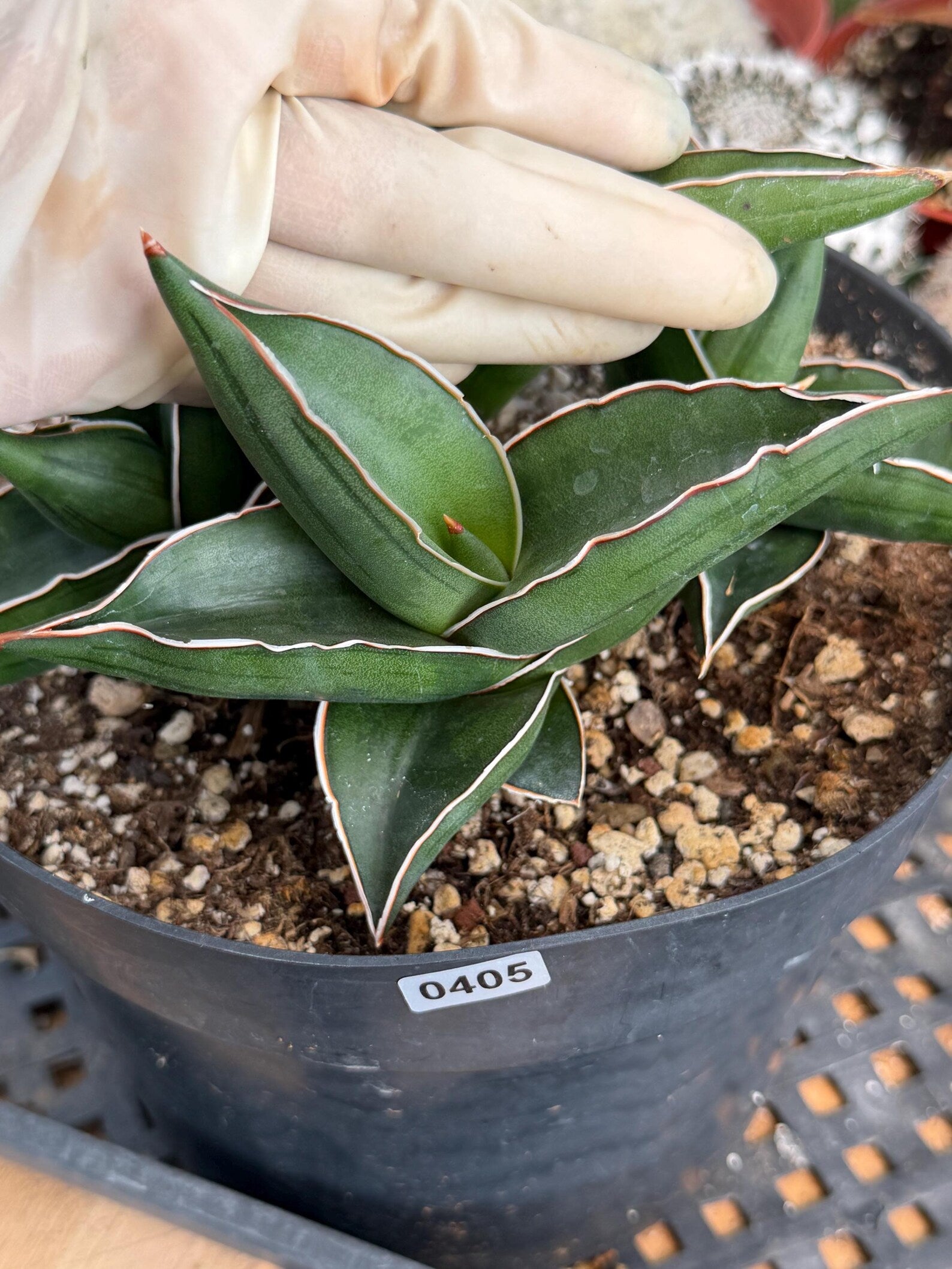 Sansevieria Samurai Dwarf | Live Snake Plant #405