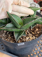 Sansevieria Samurai Dwarf | Live Snake Plant #405