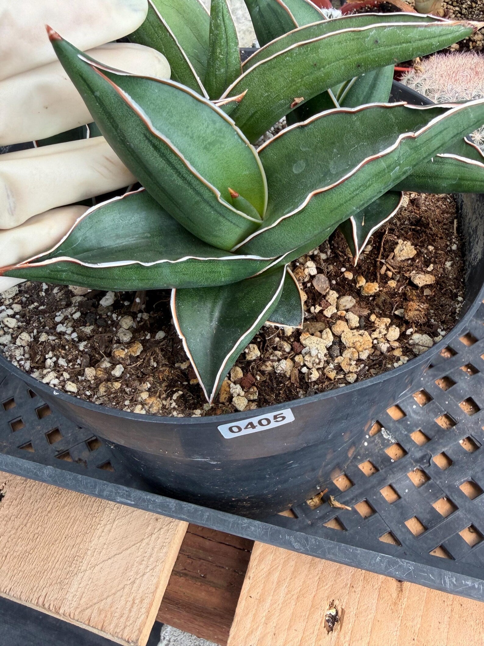 Sansevieria Samurai Dwarf | Live Snake Plant #405