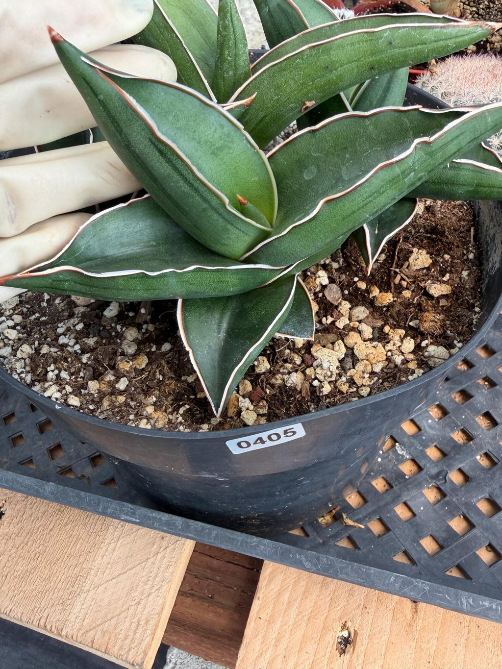 Sansevieria Samurai Dwarf | Live Snake Plant #405