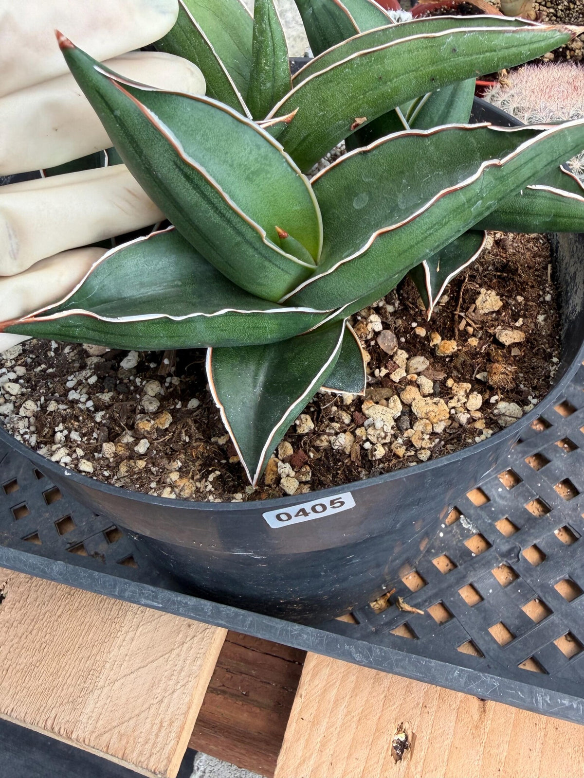 Sansevieria Samurai Dwarf | Live Snake Plant #405