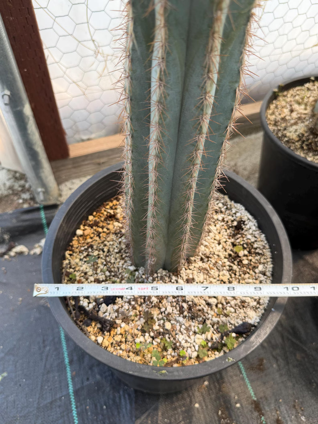 Blue Pilosocereus Pachycladus | Rooted Cutting
