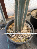 Blue Pilosocereus Pachycladus | Rooted Cutting
