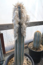 Blue Pilosocereus Pachycladus | Rooted Cutting