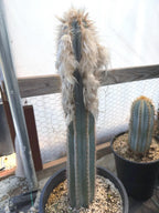 Blue Pilosocereus Pachycladus | Rooted Cutting