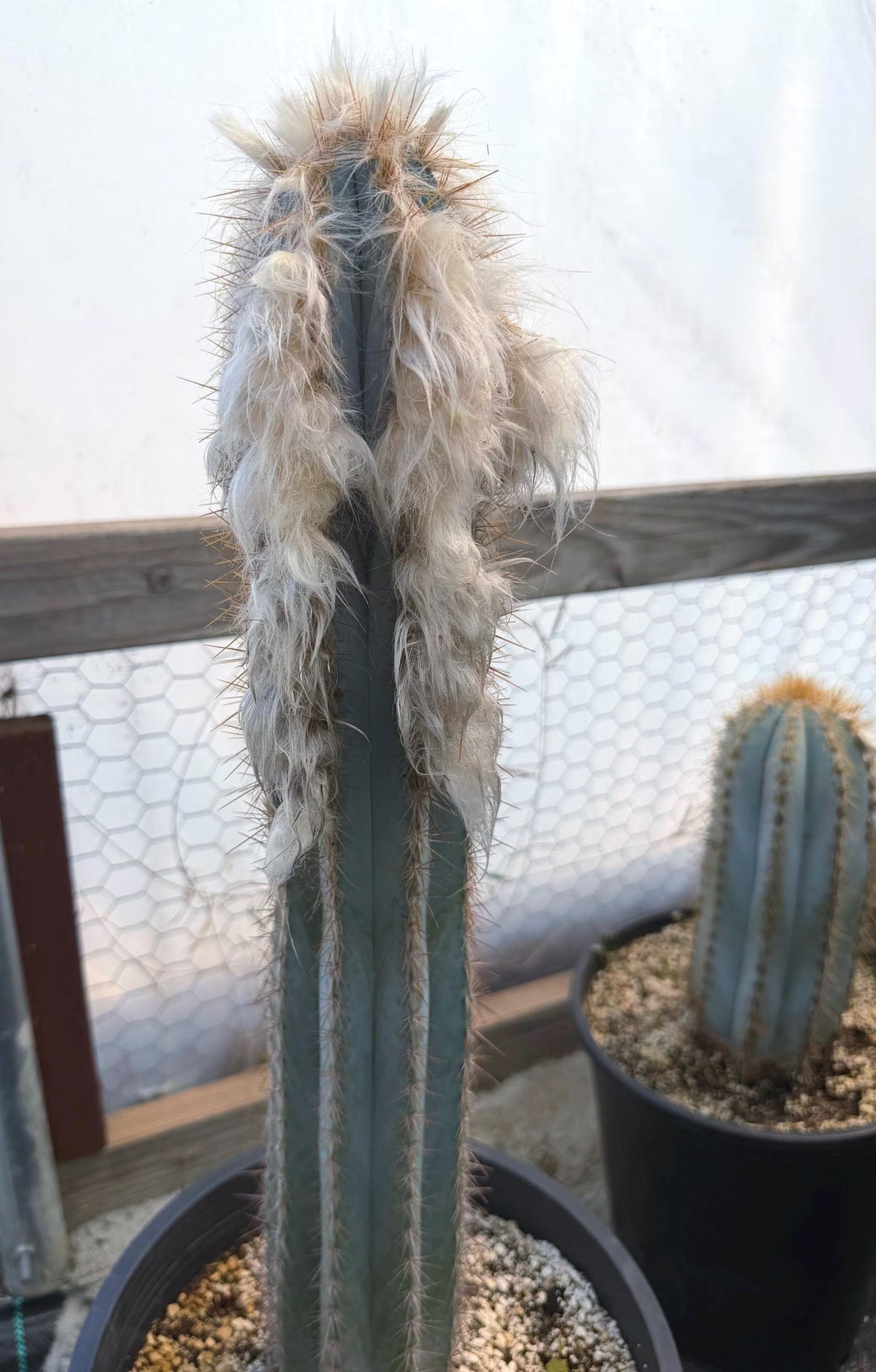 Blue Pilosocereus Pachycladus | Rooted Cutting