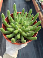 Euphorbia Medusa Inermis | Rare Live Succulent #326