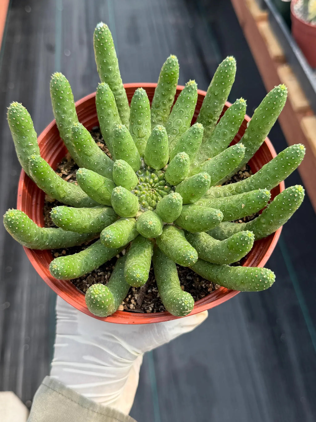 Euphorbia Medusa Inermis | Rare Live Succulent #326