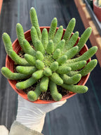 Euphorbia Medusa Inermis | Rare Live Succulent #326