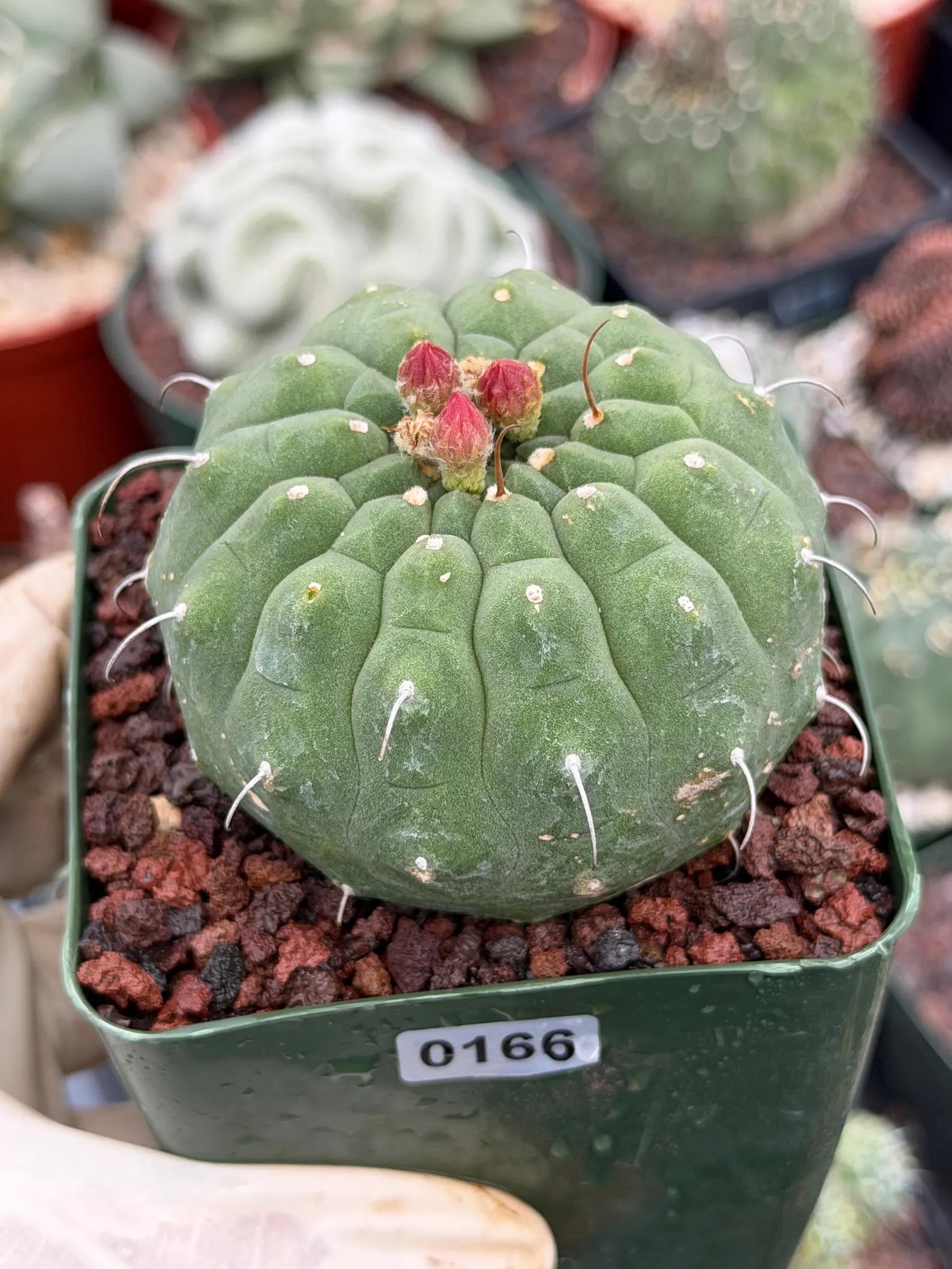 Matucana madisoniorum Orange Flower Live Cactus | Rare Collector Plant #166