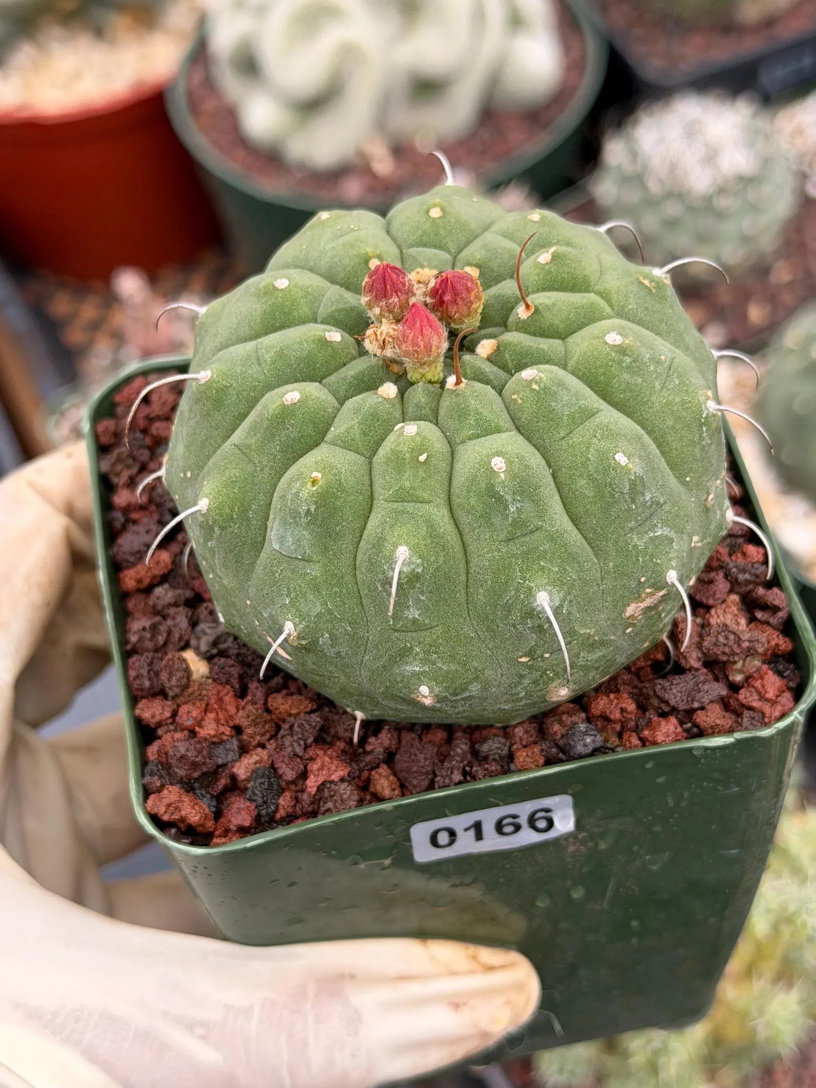 Matucana madisoniorum Orange Flower Live Cactus | Rare Collector Plant #166