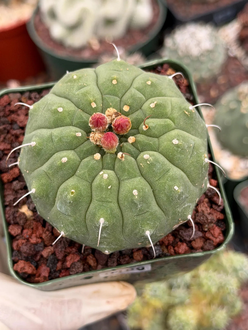 Matucana madisoniorum Orange Flower Live Cactus | Rare Collector Plant #166