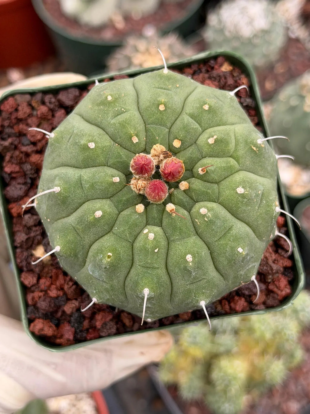 Matucana madisoniorum Orange Flower Live Cactus | Rare Collector Plant #166