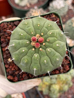 Matucana madisoniorum Orange Flower Live Cactus | Rare Collector Plant #166