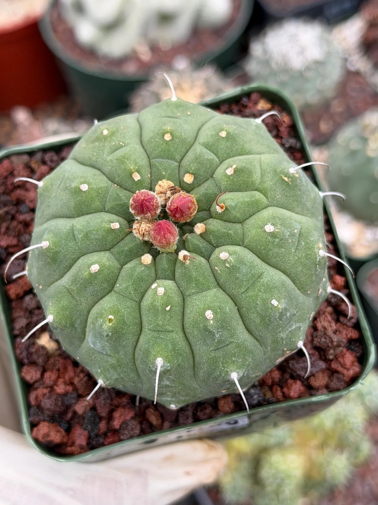 Matucana madisoniorum Orange Flower Live Cactus | Rare Collector Plant #166