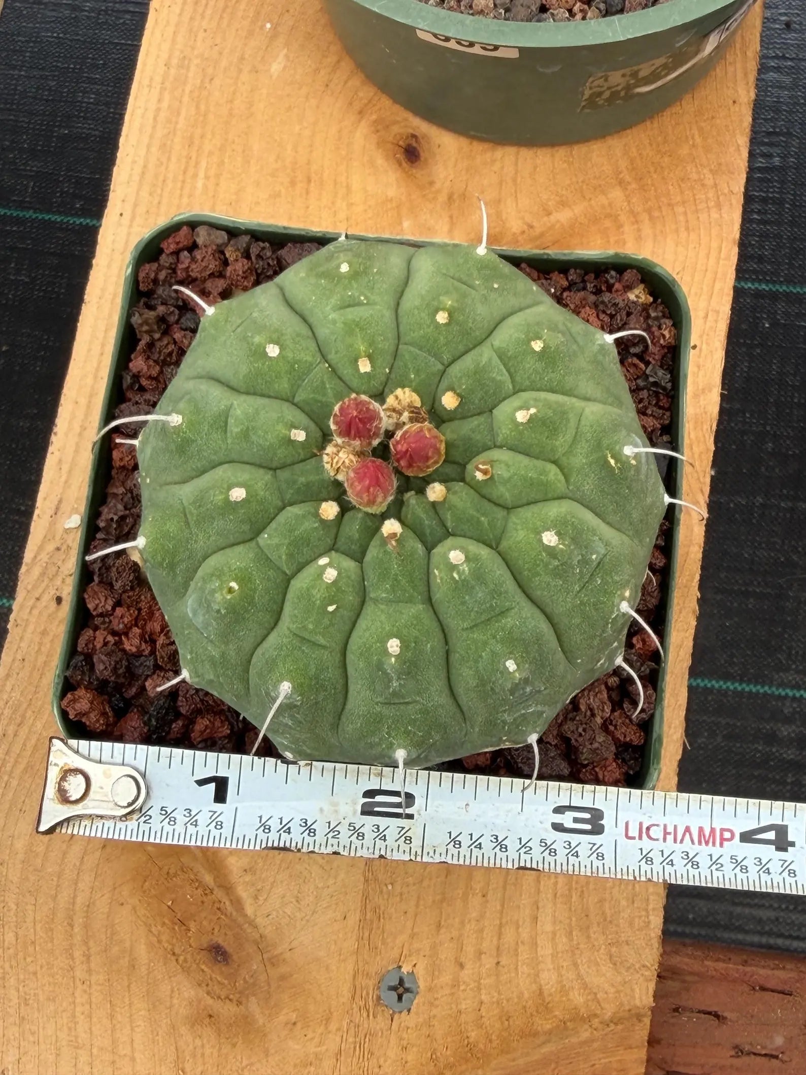Matucana madisoniorum Orange Flower Live Cactus | Rare Collector Plant #166