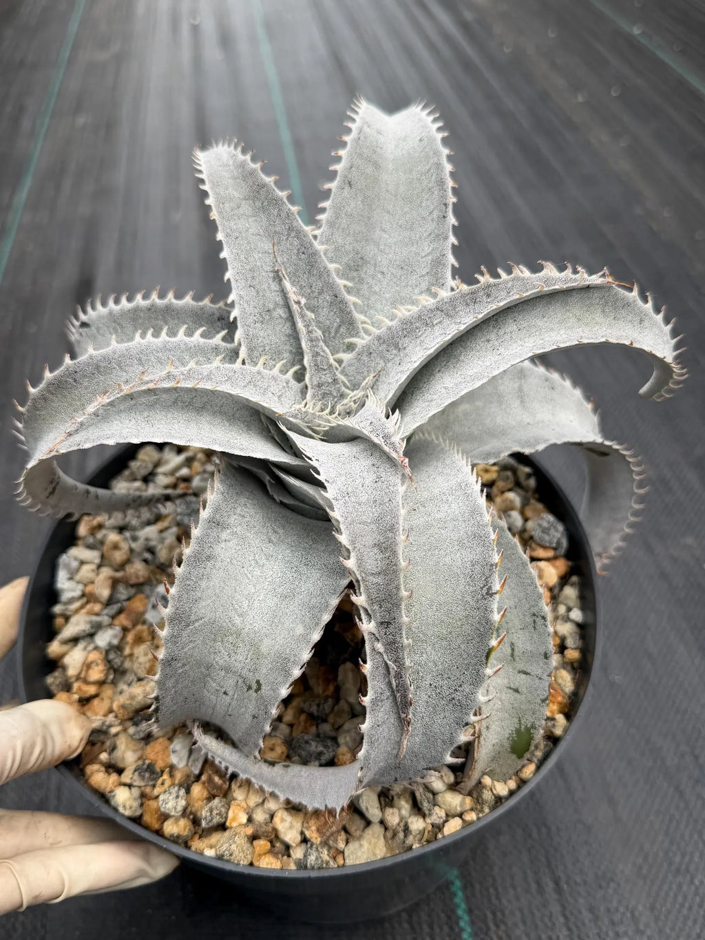 Dyckia Hybrid White Form Rare Live Plant