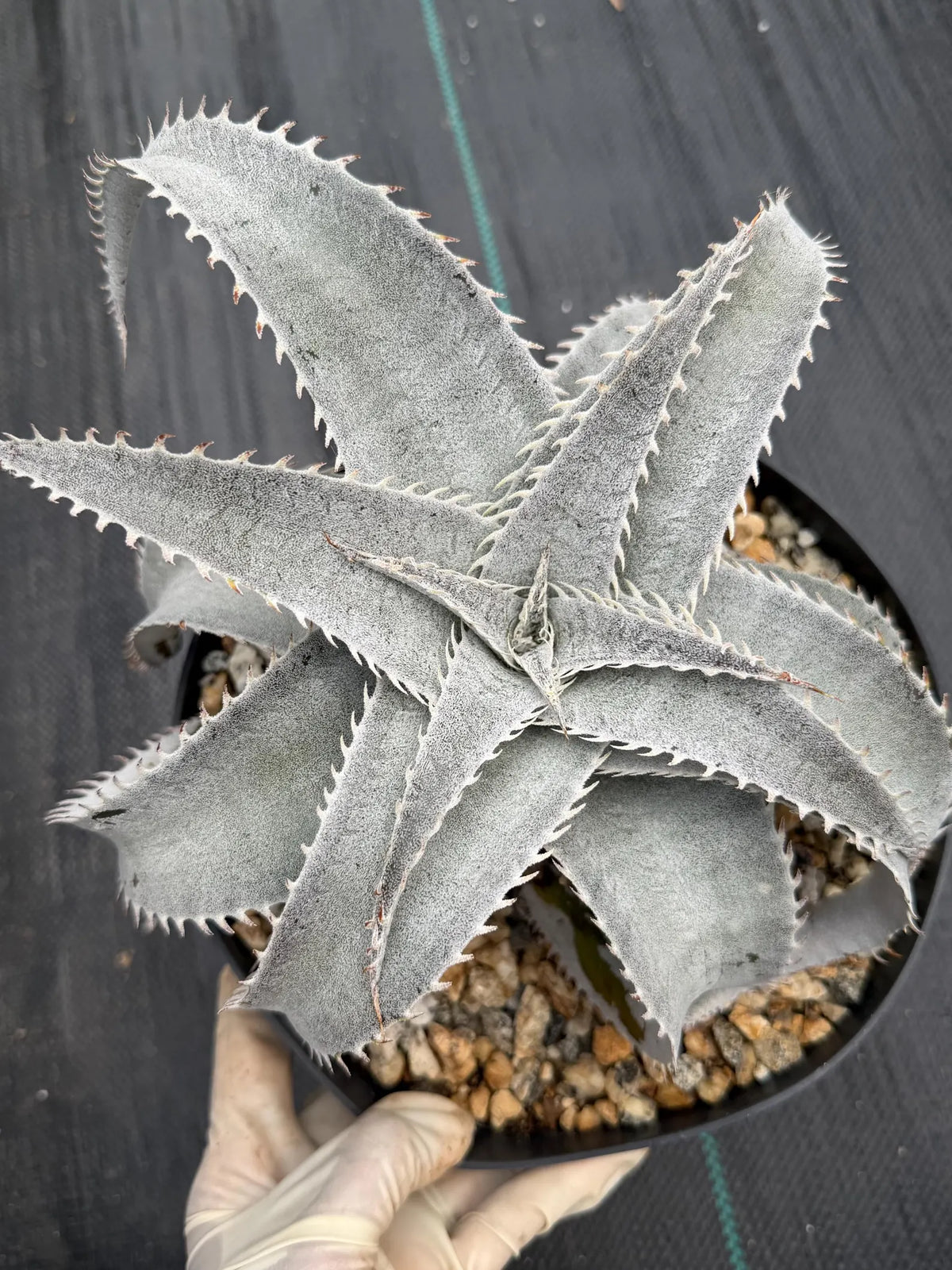 Dyckia Hybrid White Form Rare Live Plant