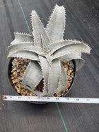 Dyckia Hybrid White Form Rare Live Plant