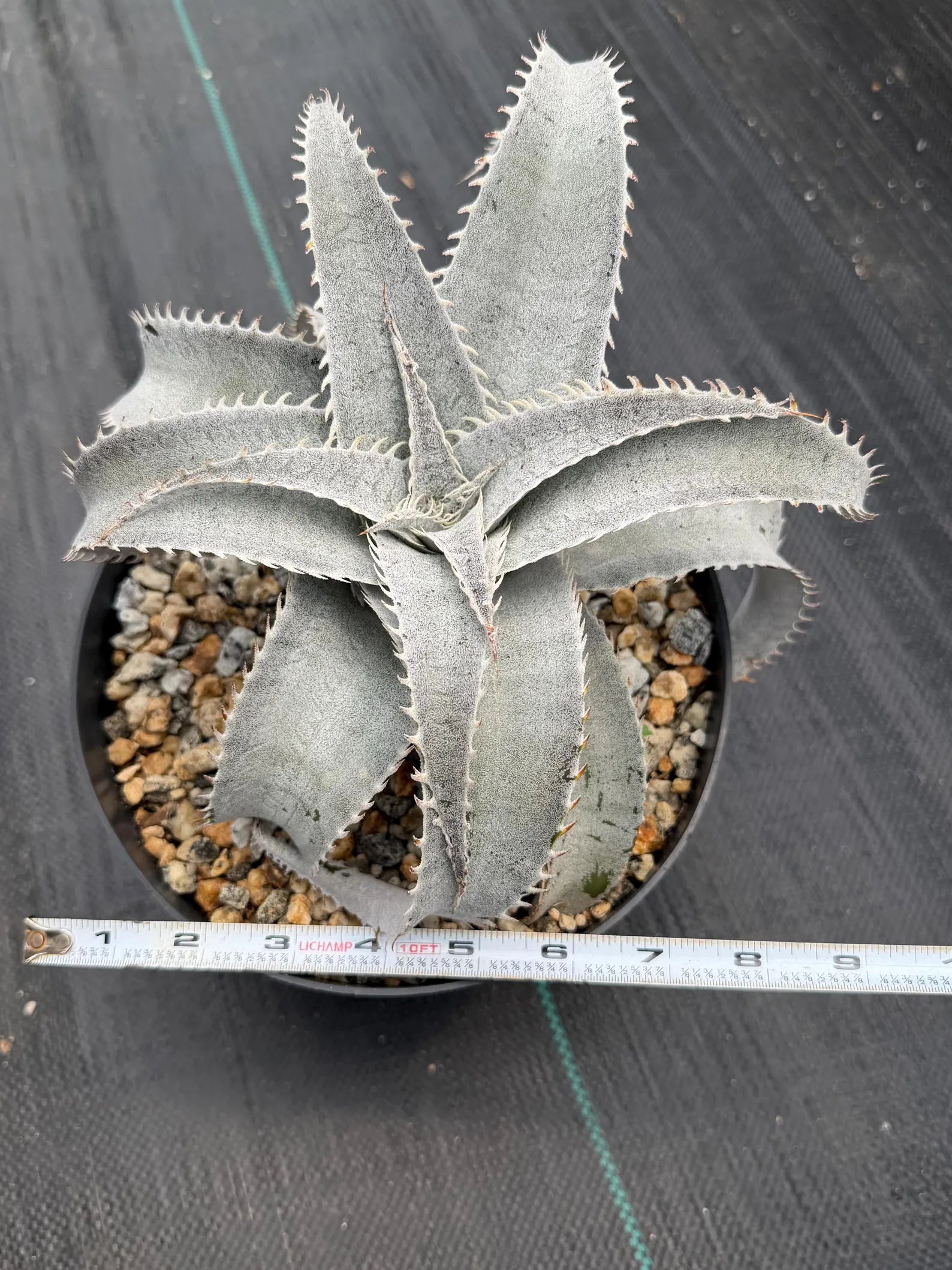 Dyckia Hybrid White Form Rare Live Plant