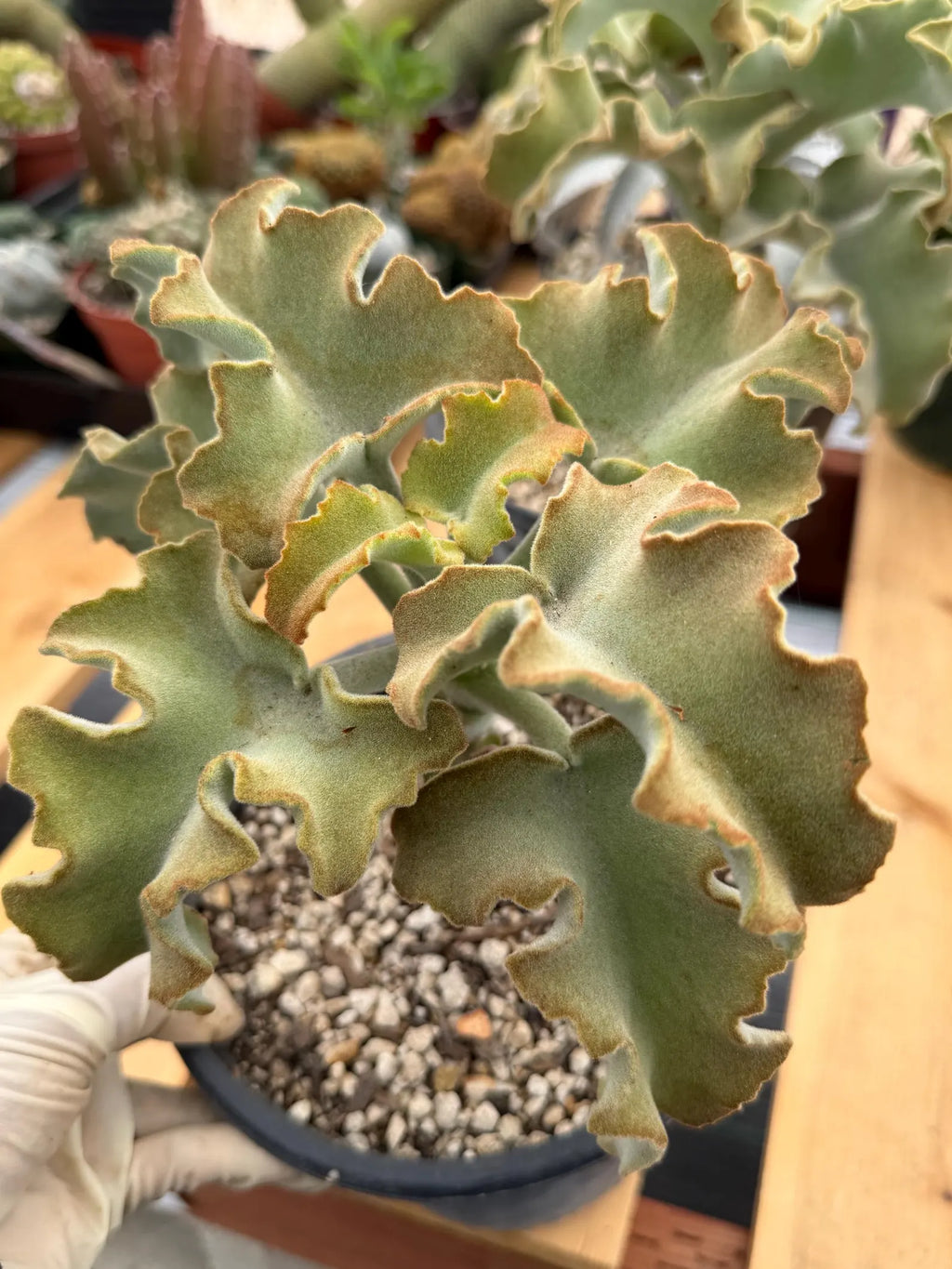 Kalanchoe Beharensis Maltese Cross | Rare Collector Succulent
