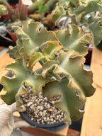 Kalanchoe Beharensis Maltese Cross | Rare Collector Succulent