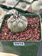 Copiapoa Cinerea Rare Collector Cactus | Seed Grown Desert Plant #414