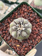 Copiapoa Cinerea Rare Collector Cactus | Seed Grown Desert Plant #414