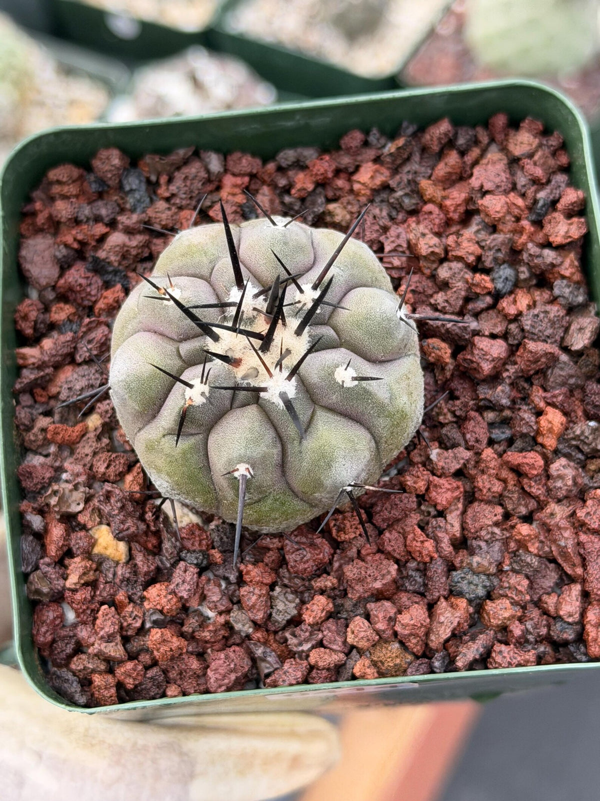 Copiapoa Cinerea Rare Collector Cactus | Seed Grown Desert Plant #414