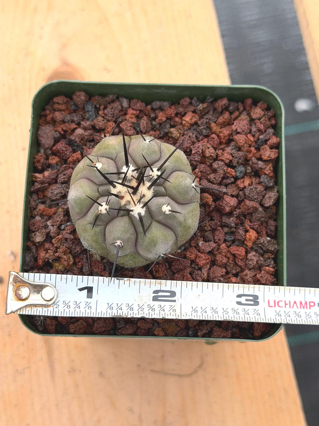 Copiapoa Cinerea Rare Collector Cactus | Seed Grown Desert Plant #414