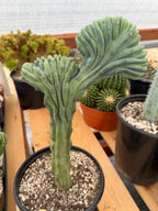 Crested Blue Myrtle Cactus | Rare Myrtillocactus Specimen