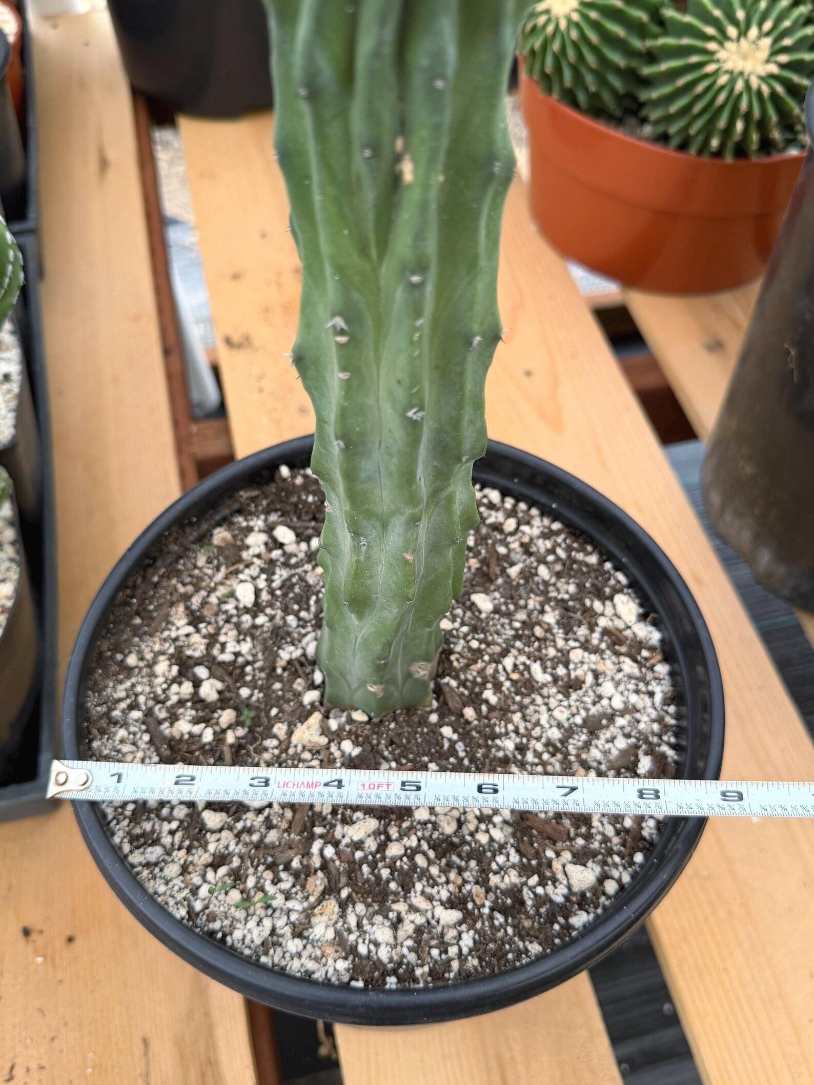 Crested Blue Myrtle Cactus | Rare Myrtillocactus Specimen
