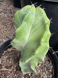 Stenocereus Pruinosus Spiral Form | Gray Ghost Rare Cactus #412