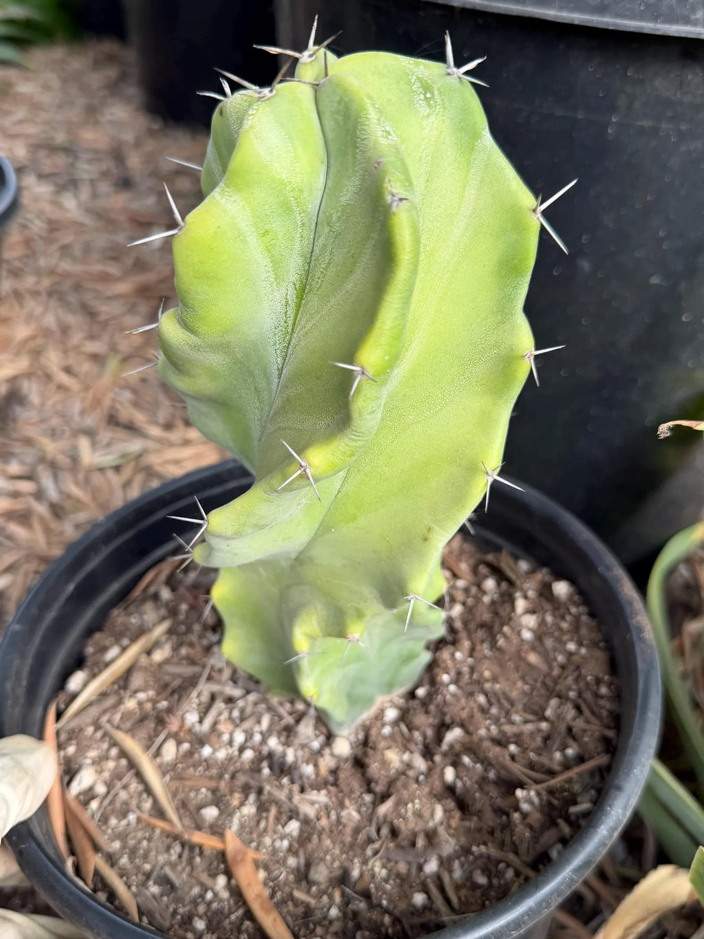 Stenocereus Pruinosus Spiral Form | Gray Ghost Rare Cactus #412