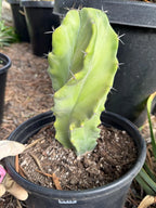 Stenocereus Pruinosus Spiral Form | Gray Ghost Rare Cactus #412