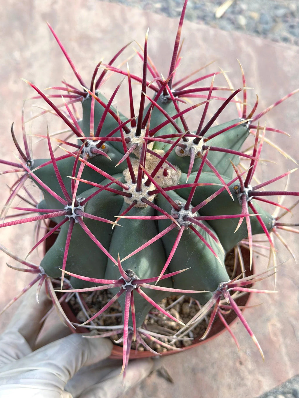Ferocactus Emoryi Cactus | Rare Blue Silver Collector Plant #418
