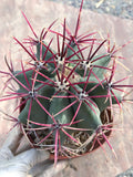 Ferocactus Emoryi Cactus | Rare Blue Silver Collector Plant #418