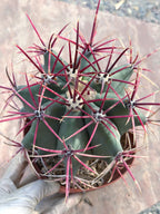 Ferocactus Emoryi Cactus | Rare Blue Silver Collector Plant #418