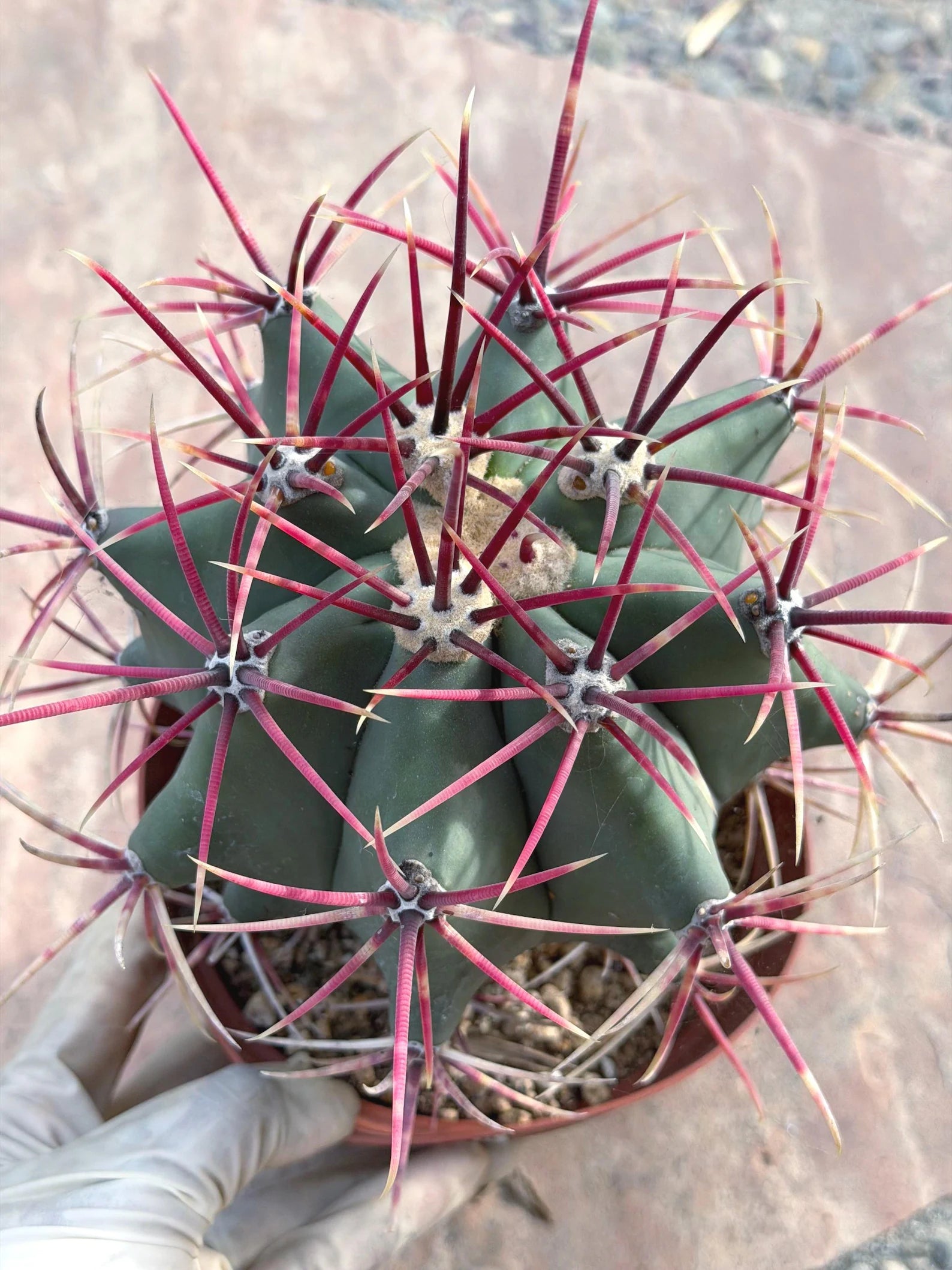Ferocactus Emoryi Cactus | Rare Blue Silver Collector Plant #418