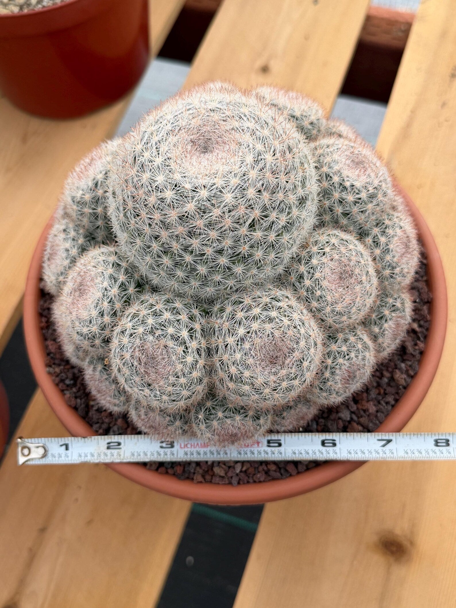 Mammillaria Candida Cluster | Rare Seed-Grown Live Cactus