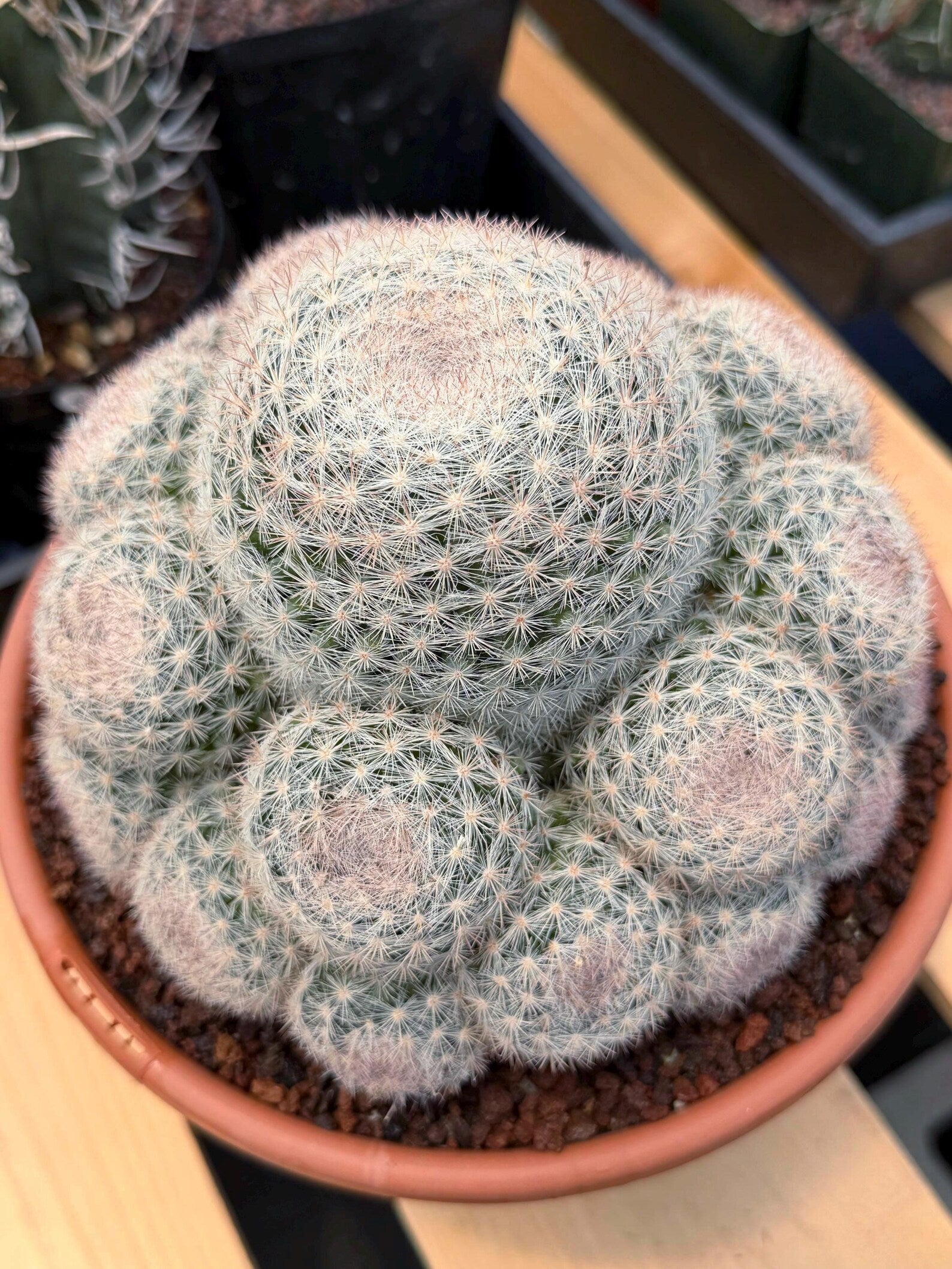 Mammillaria Candida Cluster | Rare Seed-Grown Live Cactus