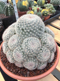 Mammillaria Candida Cluster | Rare Seed-Grown Live Cactus