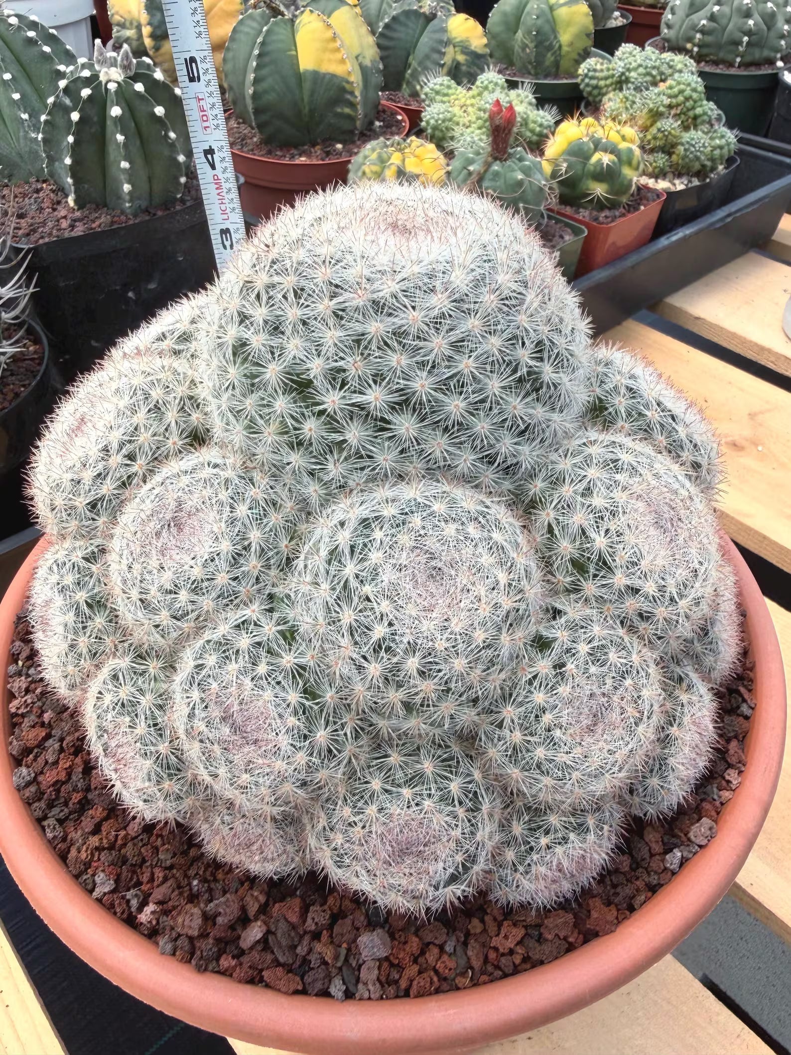 Mammillaria Candida Cluster | Rare Seed-Grown Live Cactus