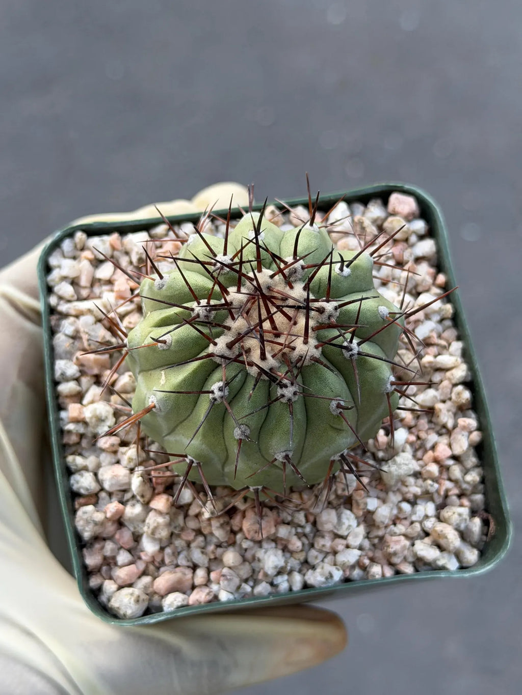 Copiapoa Cinerea Seed Grown Rare Collector Cactus | Live Plant