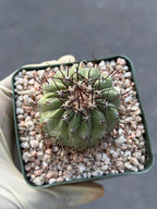 Copiapoa Cinerea Seed Grown Rare Collector Cactus | Live Plant