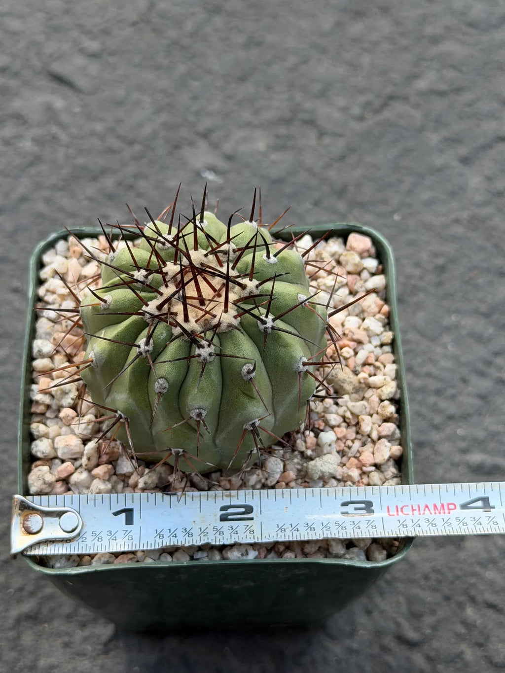 Copiapoa Cinerea Seed Grown Rare Collector Cactus | Live Plant