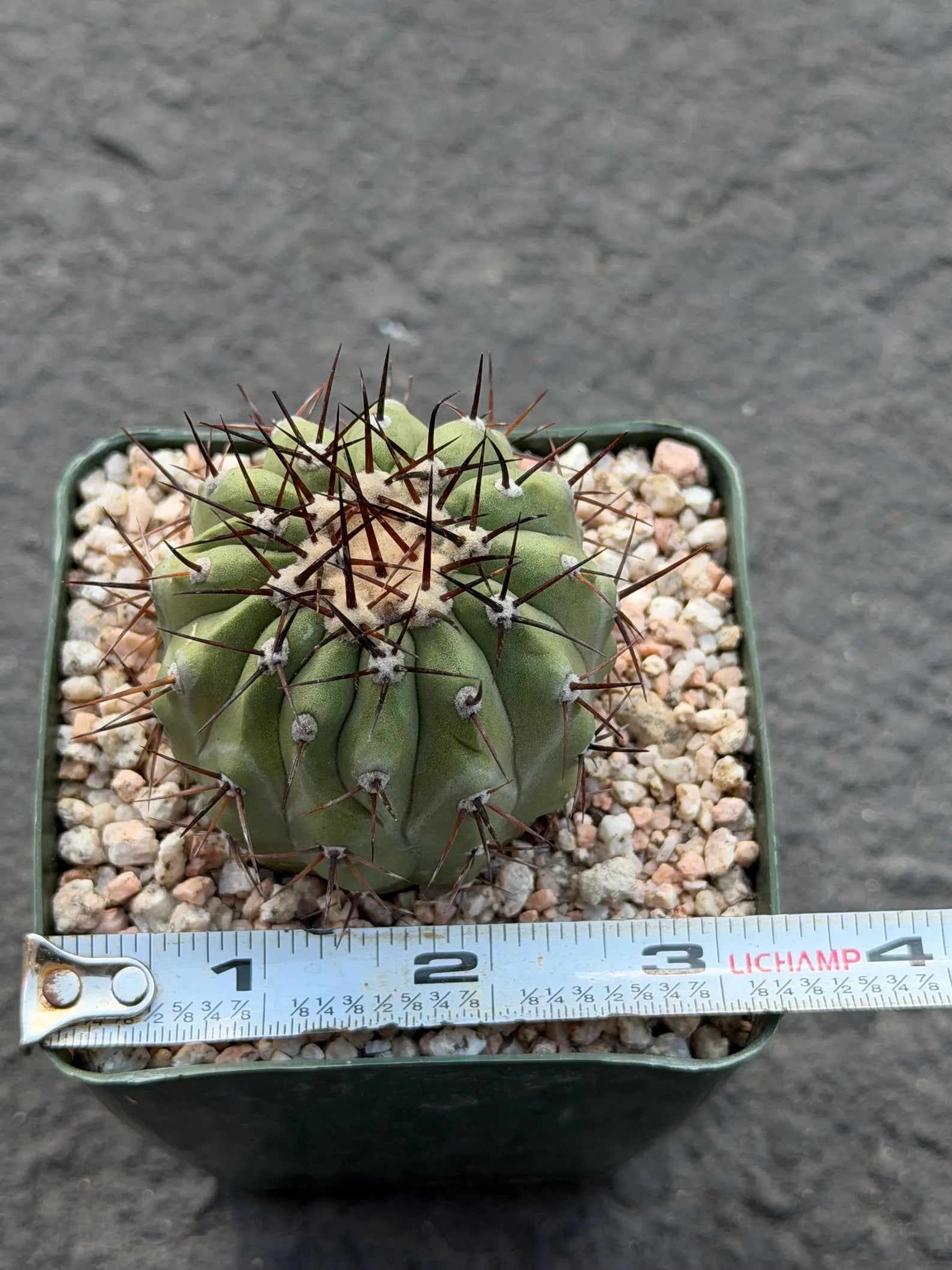 Copiapoa Cinerea Seed Grown Rare Collector Cactus | Live Plant