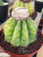 Melocactus White Cephalium Lime Green Rare Seed Grown Cactus #730