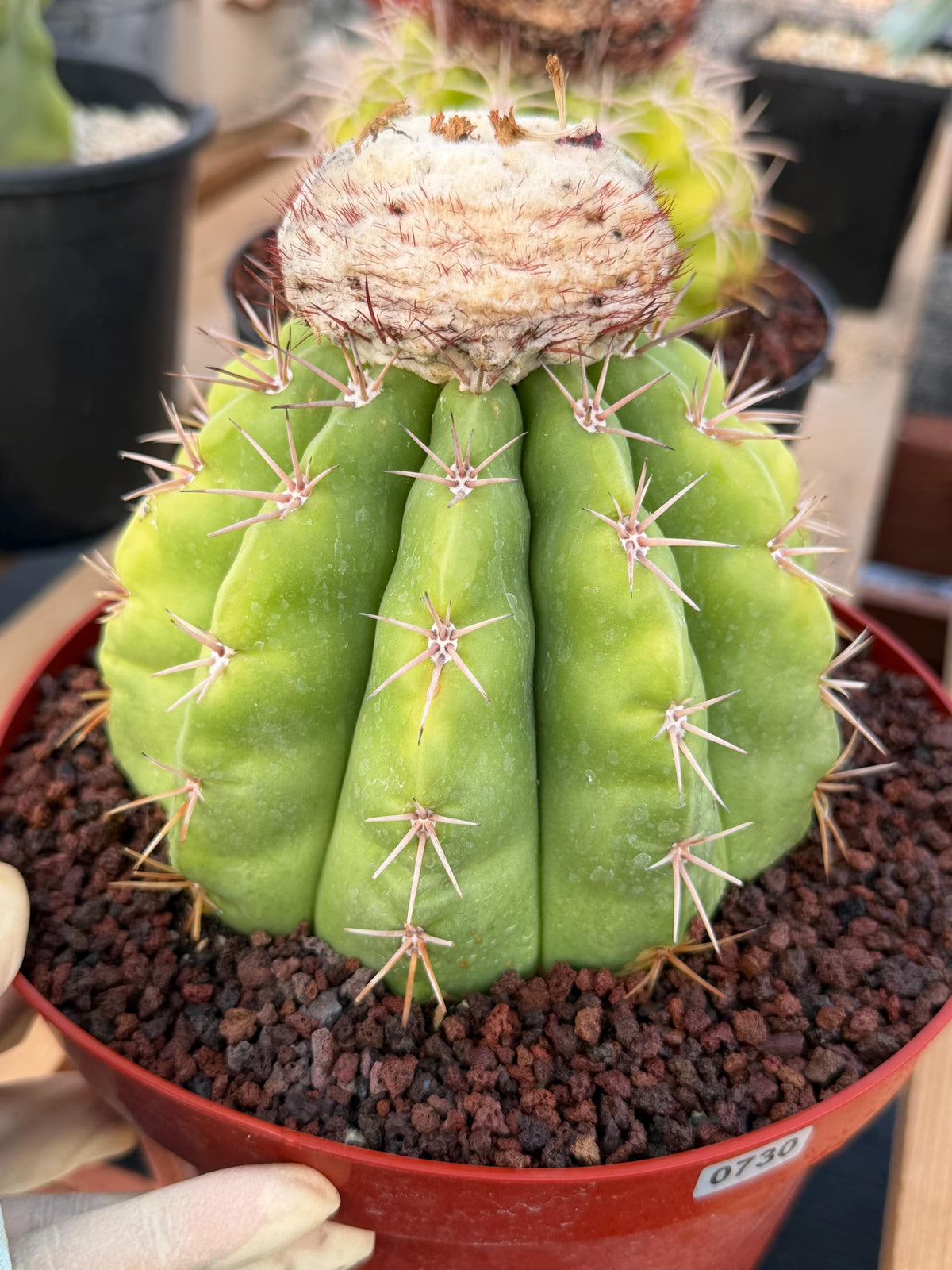 Melocactus White Cephalium Lime Green Rare Seed Grown Cactus #730