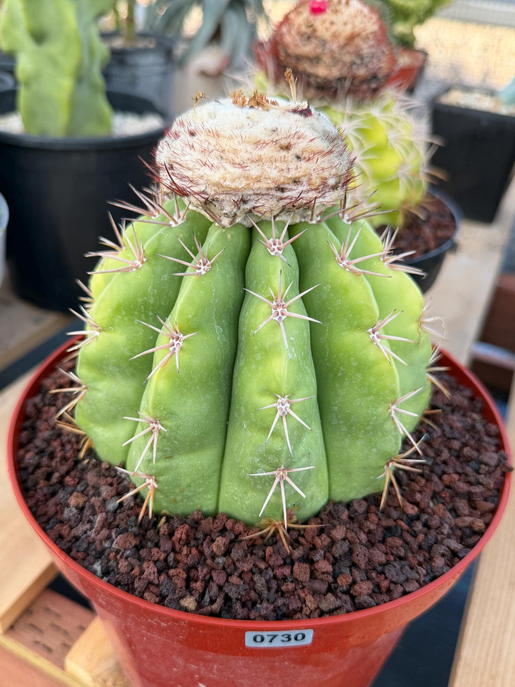 Melocactus White Cephalium Lime Green Rare Seed Grown Cactus #730